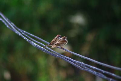 Close-up of butterfly perching on leaf
