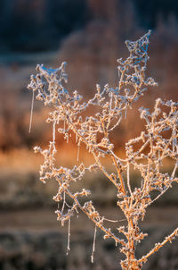 Close-up of frozen plants