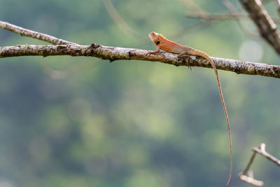 Low angle view of bird perching on branch