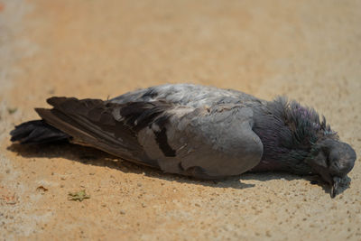 Close-up of pigeon on sand