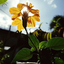 Close-up of yellow flowering plant against sky