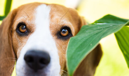 Close-up portrait of a dog