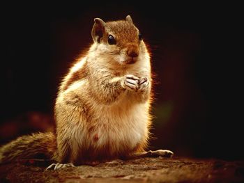 Close-up of squirrel