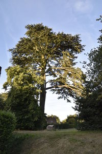 Trees growing against sky