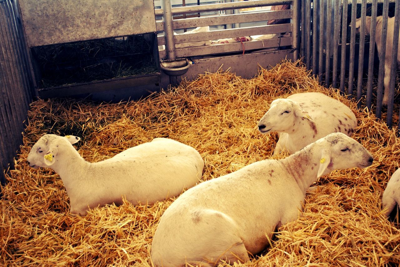 SHEEP RESTING ON FIELD