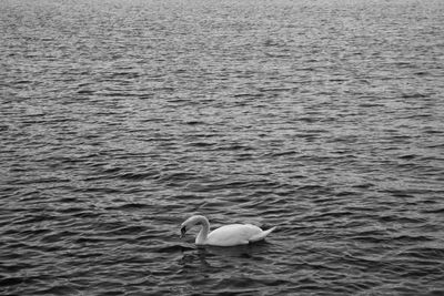 Ducks swimming in water
