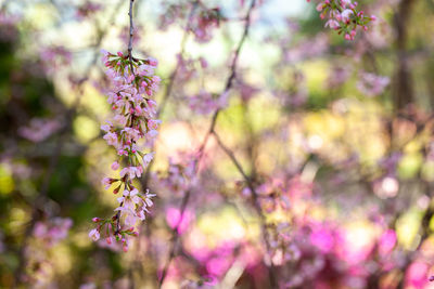 Close-up of purple flowering plant