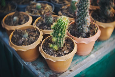 High angle view of potted plants in greenhouse