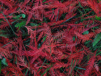 Full frame shot of red plants