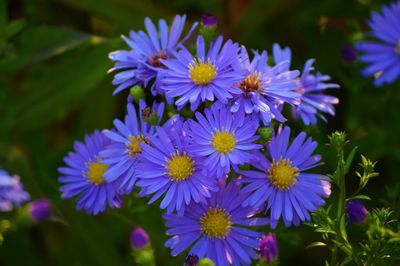 Close-up of purple flowers blooming outdoors