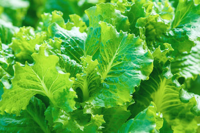 Leaf lettuce grown in vegetable garden, closeup 