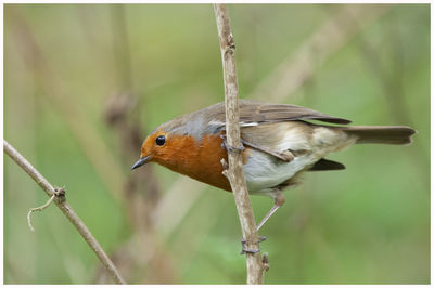 Close-up of bird perching on twig