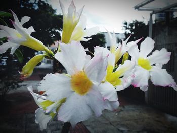 Close-up of white flowers