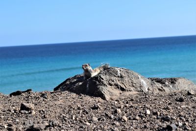 View of an animal on rock