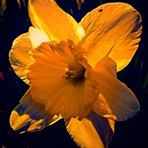 Close-up of yellow flower