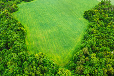 High angle view of trees on field