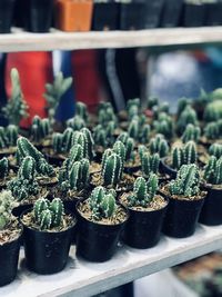 Close-up of succulent plants in greenhouse