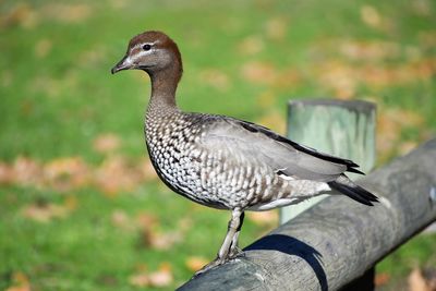 Close-up of a bird