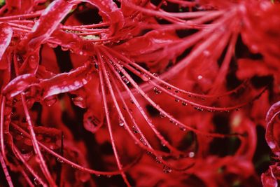 Full frame shot of water drops on red flower