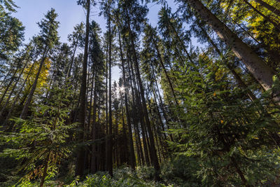 Low angle view of trees in forest