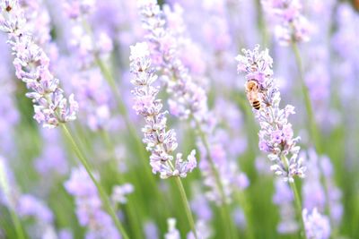 Close-up of bee pollinating on purple flower