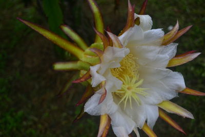 Close-up of raindrops on white flowering plant