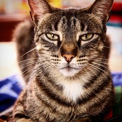 Close-up portrait of tabby cat