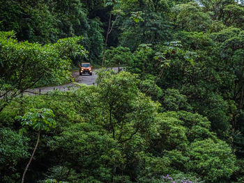 Scenic view of trees in forest