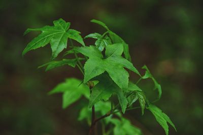 Close-up of plant