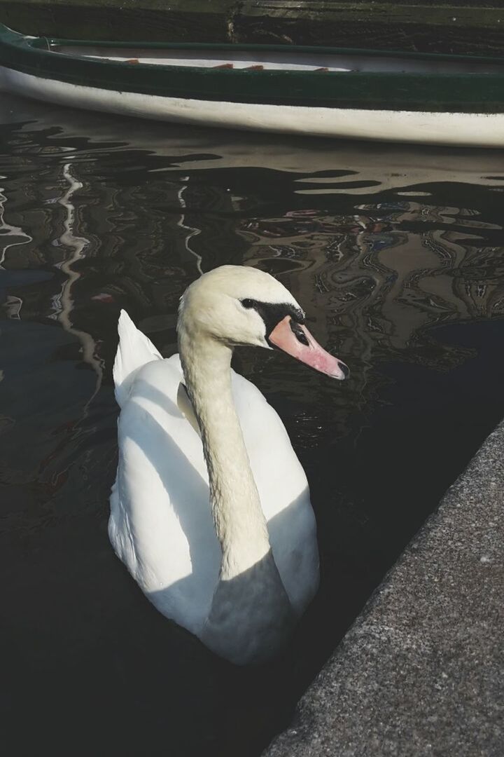 bird, animal themes, one animal, animals in the wild, wildlife, swan, white color, beak, water, lake, high angle view, nature, close-up, full length, side view, outdoors, water bird, zoology, day, duck