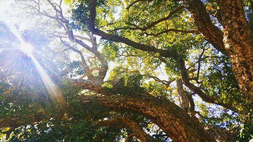 Sun shining through trees