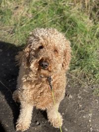 Close-up of labradoodle dog on field