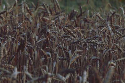 Close-up of wheat plants on field