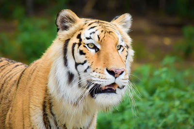 Close-up of a tiger