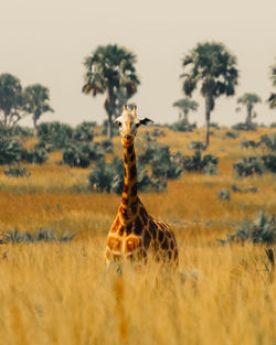 Portrait of giraffe on grassy field