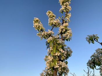 Low angle view of cherry blossom against clear blue sky