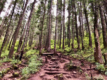 Trees growing in forest