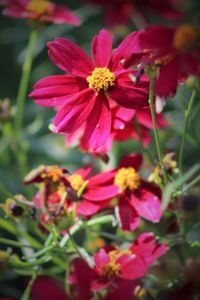 Close-up of pink flowers