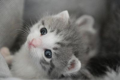 Close-up portrait of cute kitten