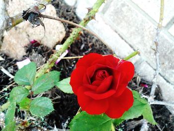 Close-up of red rose