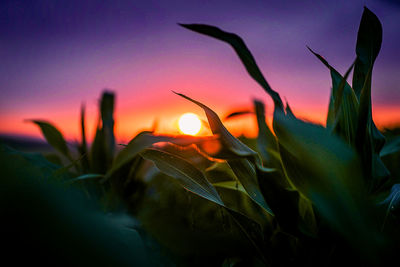 Close-up of silhouette plants against romantic sky at sunset