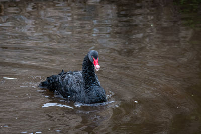 Black swan swimming in lake