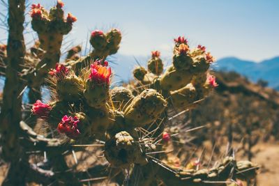 Close-up of fresh red cactus plant against sky