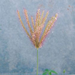 Close-up of flowers against sky