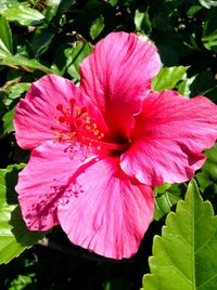 Close-up of pink hibiscus