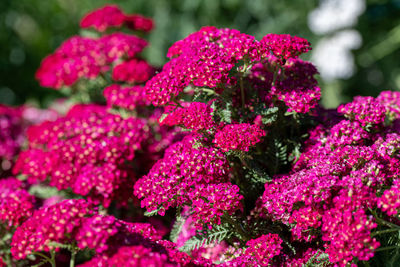 Close-up of pink flowers