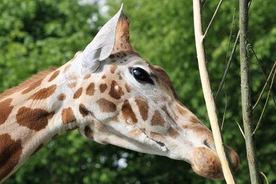 Close-up of giraffe against trees