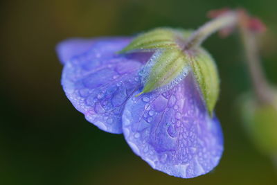 Close-up of raindrops on purple flower