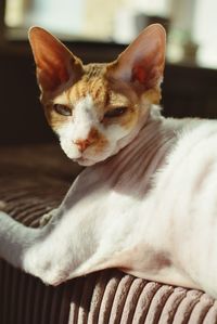 Close-up of a cat resting at home