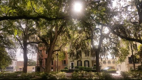 Sun shining through trees